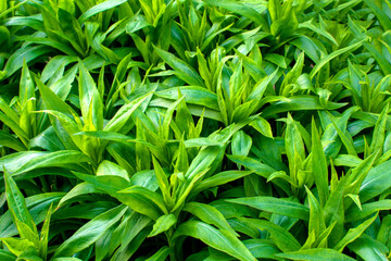 close up abstract green leaf texture nature background tropical leaves