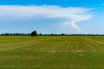 A lonely tree in a field. landscape.