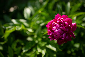 Purple peony flower on a bush