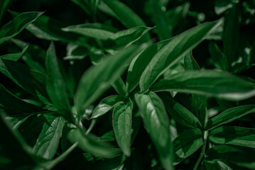 Fototapeta na wymiar Green leaves to use as background
