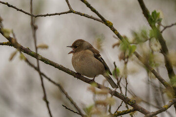 A female common chaffinch or simply the chaffinch (Fringilla coelebs)