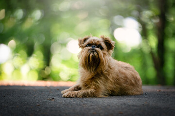 Brussels Griffon in the forest