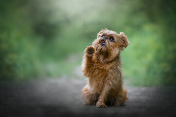 Young Brussels Griffon in front of green background