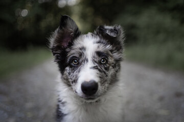 border collie portrait of young puppy