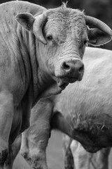 Portrait d un taureau