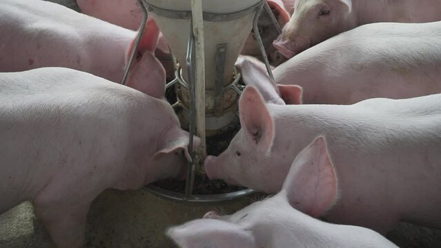 Cerditos comiendo balanceado