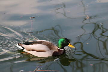 Canard