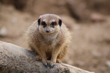 Suricate