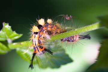 Caterpillar  with a spider on a plant