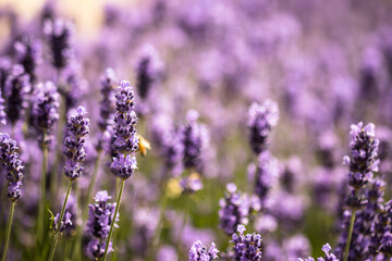 lavender flowers in region