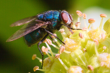 Green bottle fly on a flower