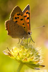 Fototapeta na wymiar Small copper butterfly on flower