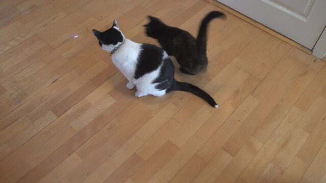 Small cat chasing laser pointer around big cat