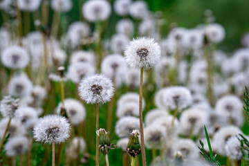 a field of the dandelions with white seeds and blurred background 