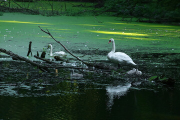 Beautiful family of swans on lake
