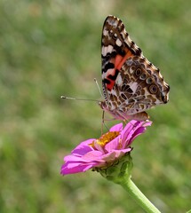 Butterfly Flutterby - Hold Still