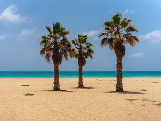 Fototapeta na wymiar palm trees on the beach with crystal water behind