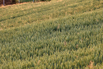 Zboże pszenica rośnie na polu na Ukrainie z którego będzie jedzenie. - obrazy, fototapety, plakaty