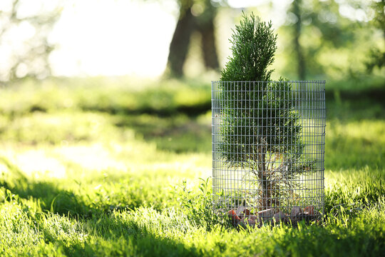 green coniferous ornamental tree in the grass in the garden. the tree is fenced with metal mesh to protect it from destruction