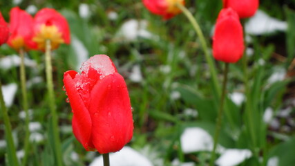 Flowers in the snow. Abnormal snowfall in the USA. Climate disturbance. Snow on flowers and grass grass.Frozen flowers