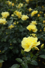 Beautiful colorful roses in garden