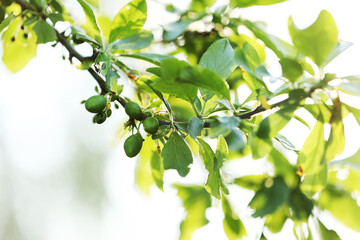 Fototapeta na wymiar fresh green unripe plums on a branch of tree with sunlight. fruits garden in a spring sunny day. harvest