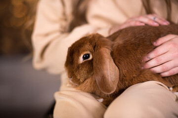 A cute red-haired lop-eared rabbit is sitting on the girl's lap. Close-up, children's hands gently...
