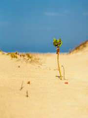 single plant growing on the sand