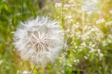 Macro of dandelion blowball flower in sunny meadow, nobody