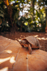 red turtle walking in marrakech morocco