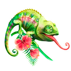 Watercolor illustration with chameleon, green - red chameleon, reptile, tropics, fauna, chameleon with tongue hanging out