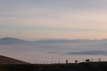Cows pasturing on a mountain, above a sea of fog at sunset