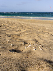turtle egg shells on the sand beach