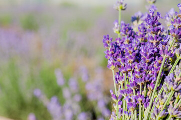 bouquet of lavender on a blurred field background, time of cutting and harvesting