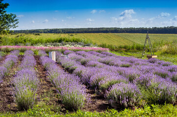 lavender field and agricultural behind, summer landscape