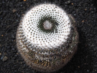 white cactus rosette