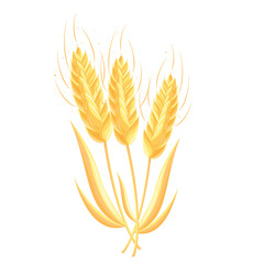 wheat ears isolated on white background, wheat, harvest, farm, wheat grain, harvest, cereal