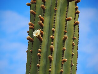 cactus with white flower