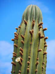 huge cactus with blue sky