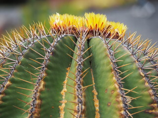 blooming cactus with yellow flower