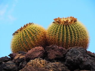 twin cactus of spiecies Echinocactus grusonii (golden barrel cactus, golden ball, mother-in-law's cushion).