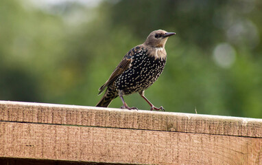 bird in the garden