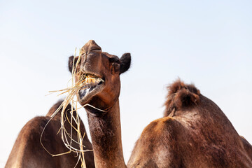Closeup portrait of the Middle Eastern brown camel chewing grass in a desert in United Arab Emirates