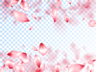 Japanese cherry petals on transparent background.