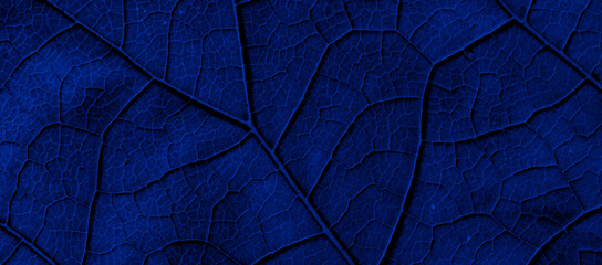 Obraz na płótnie Canvas leaf structure, macro photo on tapete