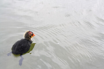 duck on the water 