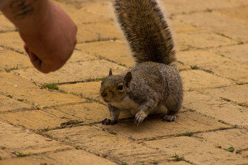 cute playful squirrel