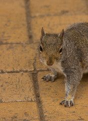 a cute playful squirrle 