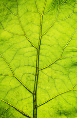 Texture, background of a leaf of a perennial green plant Arctium close-up. Photography of nature.