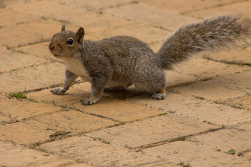 a cute playful squirrle 